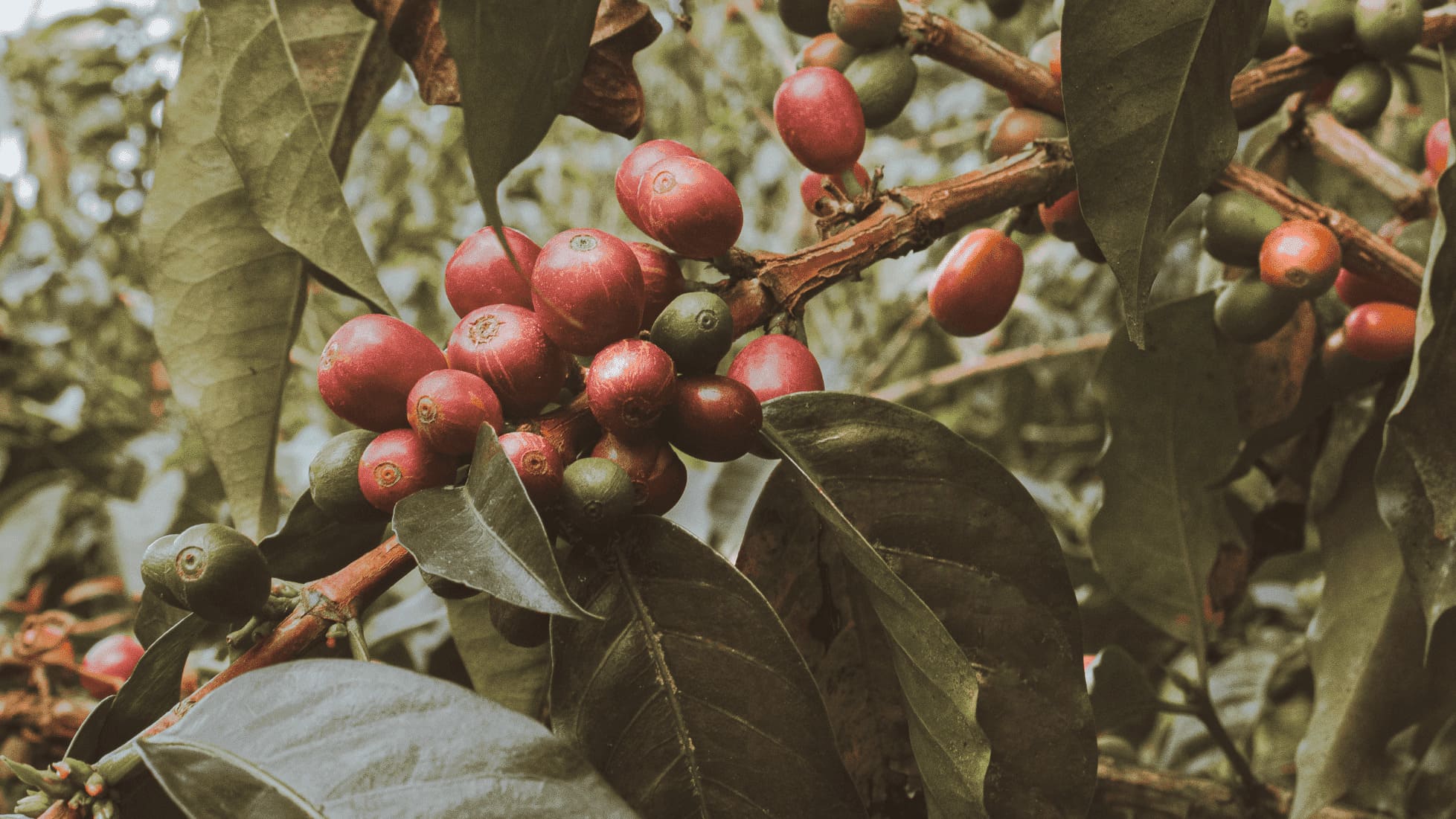 Finca-40